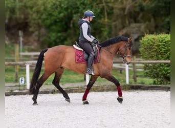 Andalou, Hongre, 5 Ans, 165 cm, Bai