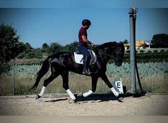 Andalou, Hongre, 5 Ans, 165 cm, Noir