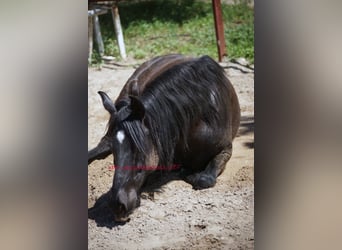 Andalou, Hongre, 5 Ans, 166 cm, Noir