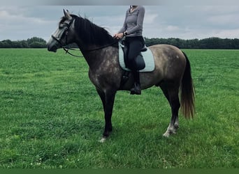 Andalou, Hongre, 5 Ans, 166 cm, Rouan bleu