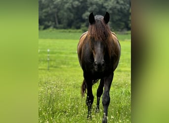 Andalou, Hongre, 5 Ans, 168 cm, Noir