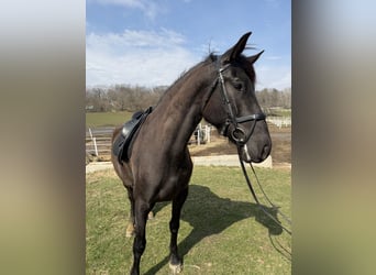 Andalou, Hongre, 5 Ans, 168 cm, Noir