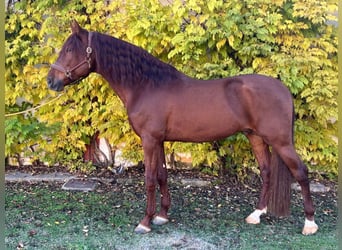 Andalou, Hongre, 5 Ans, 170 cm, Alezan brûlé