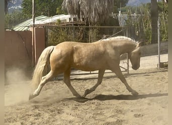 Andalou Croisé, Hongre, 6 Ans, 140 cm, Palomino