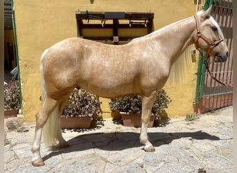 Andalou Croisé, Hongre, 6 Ans, 140 cm, Palomino