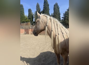 Andalou Croisé, Hongre, 6 Ans, 140 cm, Palomino