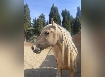 Andalou Croisé, Hongre, 6 Ans, 140 cm, Palomino