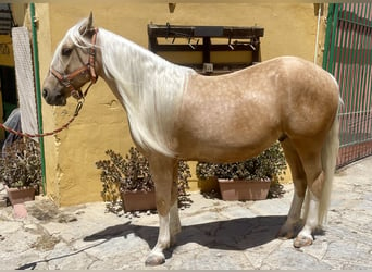 Andalou Croisé, Hongre, 6 Ans, 140 cm, Palomino