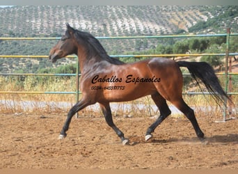 Andalou, Hongre, 6 Ans, 152 cm, Bai