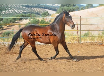 Andalou, Hongre, 6 Ans, 152 cm, Bai