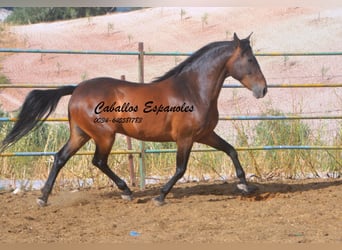 Andalou, Hongre, 6 Ans, 152 cm, Bai