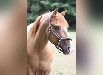 Andalou Croisé, Hongre, 6 Ans, 153 cm, Alezan