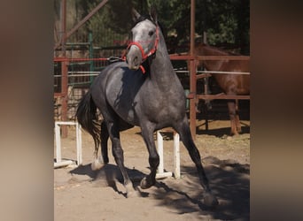 Andalou, Hongre, 6 Ans, 153 cm, Gris