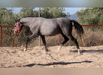 Andalou, Hongre, 6 Ans, 153 cm, Gris