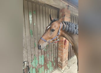 Andalou, Hongre, 6 Ans, 154 cm, Bai brun