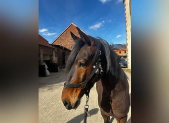 Andalou, Hongre, 6 Ans, 154 cm, Bai brun