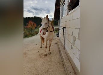 Andalou, Hongre, 6 Ans, 155 cm, Cremello
