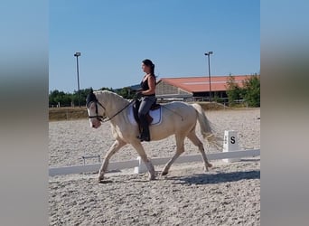 Andalou, Hongre, 6 Ans, 155 cm, Cremello