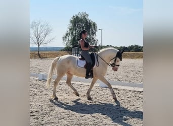 Andalou, Hongre, 6 Ans, 155 cm, Cremello