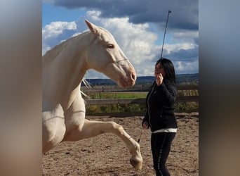 Andalou, Hongre, 6 Ans, 155 cm, Cremello