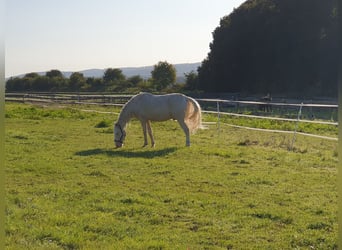 Andalou, Hongre, 6 Ans, 155 cm, Cremello