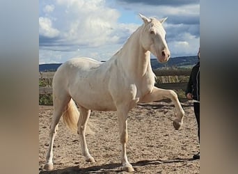 Andalou, Hongre, 6 Ans, 155 cm, Cremello
