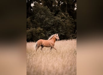 Andalou Croisé, Hongre, 6 Ans, 155 cm, Palomino