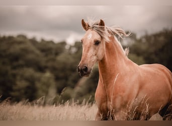 Andalou Croisé, Hongre, 6 Ans, 155 cm, Palomino