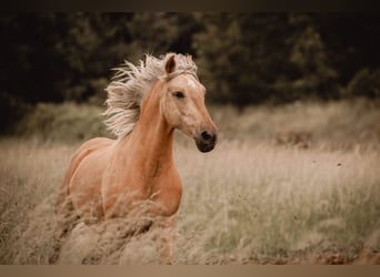 Andalou Croisé, Hongre, 6 Ans, 155 cm, Palomino