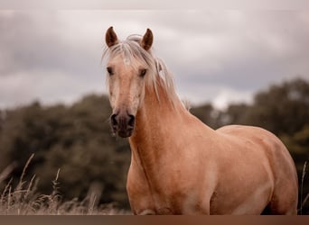 Andalou Croisé, Hongre, 6 Ans, 155 cm, Palomino