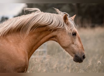 Andalou Croisé, Hongre, 6 Ans, 155 cm, Palomino