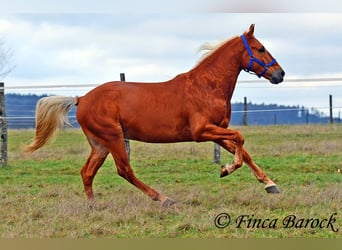 Andalou, Hongre, 6 Ans, 156 cm