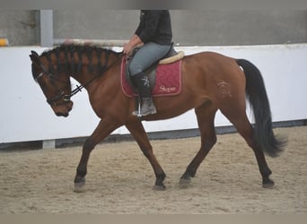 Andalou, Hongre, 6 Ans, 157 cm, Bai