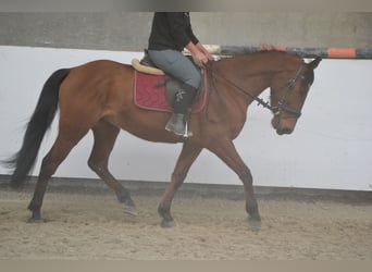 Andalou, Hongre, 6 Ans, 157 cm, Bai