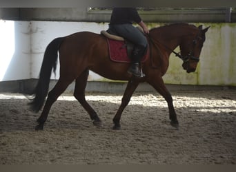 Andalou, Hongre, 6 Ans, 157 cm, Bai