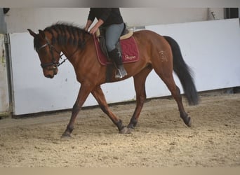 Andalou, Hongre, 6 Ans, 157 cm, Bai