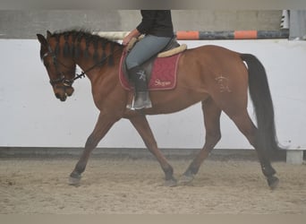 Andalou, Hongre, 6 Ans, 157 cm, Bai