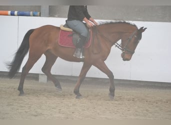 Andalou, Hongre, 6 Ans, 157 cm, Bai