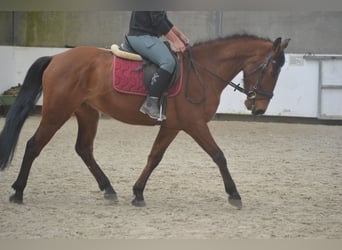 Andalou, Hongre, 6 Ans, 157 cm, Bai