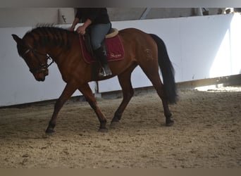 Andalou, Hongre, 6 Ans, 157 cm, Bai