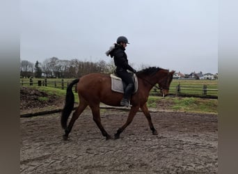 Andalou Croisé, Hongre, 6 Ans, 157 cm, Bai