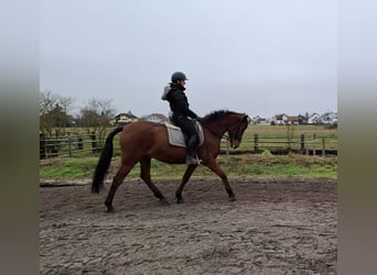 Andalou Croisé, Hongre, 6 Ans, 157 cm, Bai