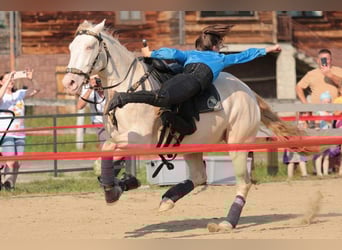 Andalou Croisé, Hongre, 6 Ans, 157 cm, Cremello