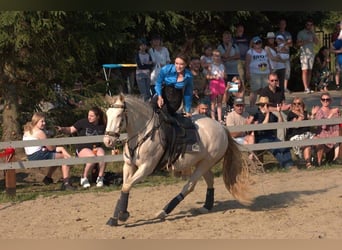 Andalou Croisé, Hongre, 6 Ans, 157 cm, Cremello