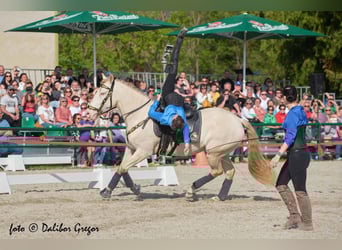 Andalou Croisé, Hongre, 6 Ans, 157 cm, Cremello