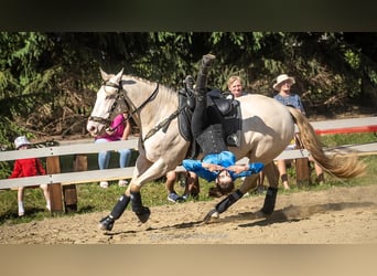 Andalou Croisé, Hongre, 6 Ans, 157 cm, Cremello