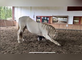 Andalou Croisé, Hongre, 6 Ans, 157 cm, Cremello