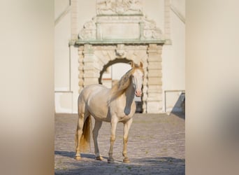 Andalou Croisé, Hongre, 6 Ans, 157 cm, Cremello
