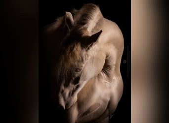 Andalou Croisé, Hongre, 6 Ans, 157 cm, Cremello