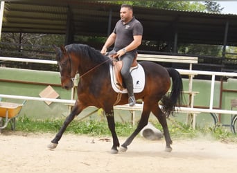 Andalou, Hongre, 6 Ans, 158 cm, Bai brun